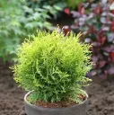 Harilik elupuu 'Danica' P23cm