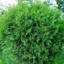 Harilik elupuu 'Tiny Tim' P23/40cm