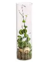 Diskiidia 'Snaily' P9/40cm
