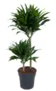 Draakonipuu Compacta P12cm