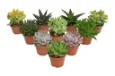 Sukulent mix P8,5cm