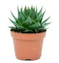 Aaloe 'Cosmo' P10,5cm