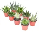 Aaloe mix P10,5/15cm