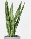 Havisaba 'Zeylancia' P14/50cm
