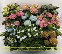 Suurelehine hortensia Hovaria valik P14/35cm