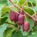 Teravahambaline aktiniidia 'Duo'