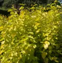 Siberi kontpuu 'Aurea' C4,6/50-60cm