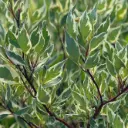 Siberi kontpuu 'Elegantissima' C7,5/80-100cm