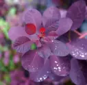 Harilik parukapuu 'Royal Purple' C5/30-40cm
