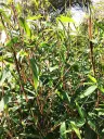 Sirmbambus 'Malachite Monkeys' P23 120cm