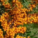 Harilik astelpaju 'Orange Energy' C5/40-60