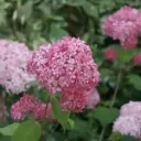 Puishortensia 'Pink Annabelle' P23/80cm
