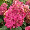 Aedhortensia 'Bonfire' C4,6/40-60cm