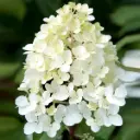 Aedhortensia 'Phantom' C5/40-60cm