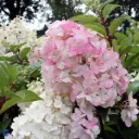 Aedhortensia 'Pink Lady'  C5/40-60cm