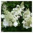 Aedhortensia 'White Lady' C5/40-60cm
