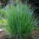 Vitshirss 'Northwind' C5/40cm