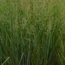 Vitshirss 'Prairie Sky' C5/40cm