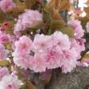 Peensaagjas kirsipuu 'Kanzan' tüvi C5/120cm
