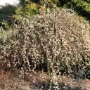 Raagremmelgas 'Pendula' tüvi C7,5/125cm