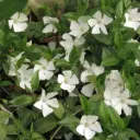 Väike igihali 'Alba' C1,5/15-20cm
