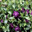 Väike igihali 'Rubra' C1,5/15-20cm
