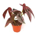 Begonia brevirimosa