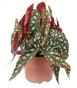 Begonia maculata P12/40cm