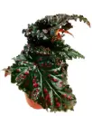 Begonia serratipetala