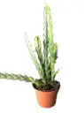 Brasiilia põimvanik (Lockhartia goyazensis)