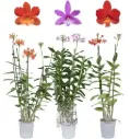 Epidendrum (Puupäälik) MIX P12cm