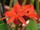 Epikatleia (Epicattleya) 'Firedance Patricia'