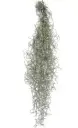 Habetillandsia (Tillandsia usneoides)