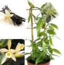 Harilik vanill (Vanilla planifolia)