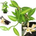 Harilik vanill variegata(Vanilla planifolia variegata)