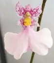 Iontsiidium Popcorn 'Haruri' 1-2v P9/20cm