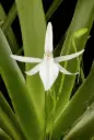 Jumellea arachnata