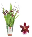Kambria 'Barocco Red in Luxury jungle cover' 4+v P9/35cm