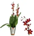 Kambria  'Fire Alarm in Luxury jungle cover' 3+v P9/40cm
