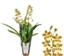 Kambria  'Pacific Sunset in Luxury jungle cover' 2v P9/35cm