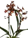 Kambria 'Pacific Twilight XL'  P9