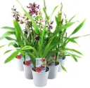 Kambria (Cambria) 'Crimson Star' 2v