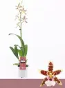 Kambria (Cambria) 'White Renaissance- Exclusiva Orchidea' 3v