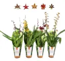 Kambria mix 'Luxury jungle cover' 3v P9/35cm