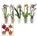 Kambria mix keraamikas 'Cascader XL' 3v P9/45cm