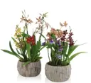 Kambria mix seadmes P22/40cm