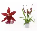 Kambria' Barrocco Bright' 2v P12/60cm