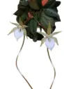 Kannuskäpp (Aerangis punctata)