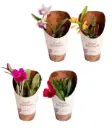 Katleia(Cattleya) mix 1v P12/25cm 