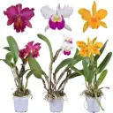 Katleia(Cattleya) mix 1v P12/50cm